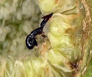 Wasps being used to fight tree disease