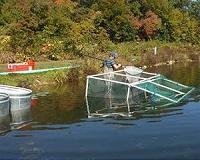 Study points to human impact on evolution of freshwater fish