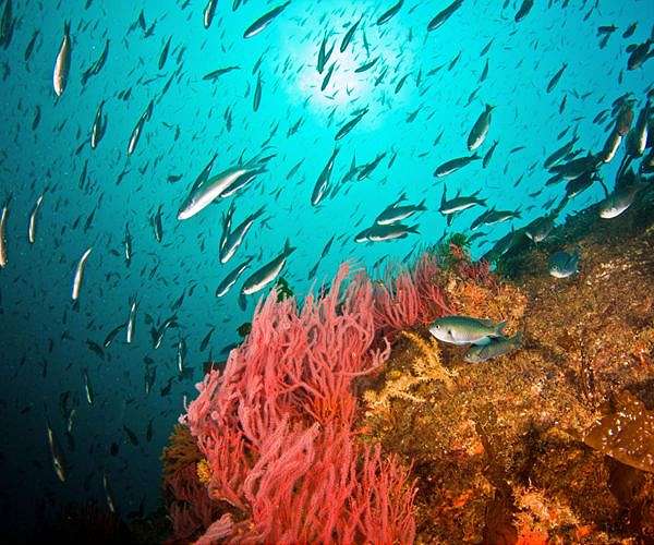 Study predicts mass marine life extinction if warming continues