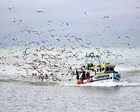 'Ghost' fishing gear: the trash haunting ocean wildlife