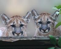 Pumas are surprisingly social, study says