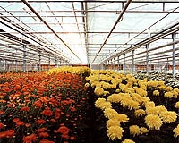 Calls for Kenya rose ban intensify after child death