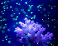 Researchers to conduct major Japan ocean microplastics survey