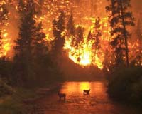 Potentially Harmful Chemicals Found In Forest Fire Smoke