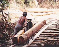 Illegal lumbering costing Ghana dear: minister