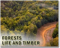 Some trees respond to weight increases by thickening their stems