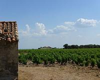 Heavy toll for French farms and vineyards after brutal hailstorm