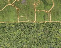 Environment the loser in Gabon capital's rush for growth