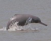 Dead dolphin triggers fears after major Bangladesh oil spill