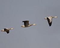 Roller coaster geese