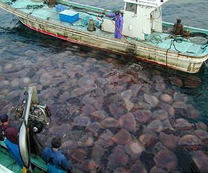Surge of jellyfish hitting coastlines around Mediterranean Sea
