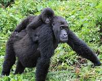 Historical genomes reveal recent changes in genetic health of eastern gorillas