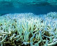 Great Barrier Reef suffers mass coral bleaching event