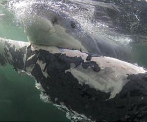 Stanford researchers reveal great white sharks' fuel for oceanic voyages: liver oil
