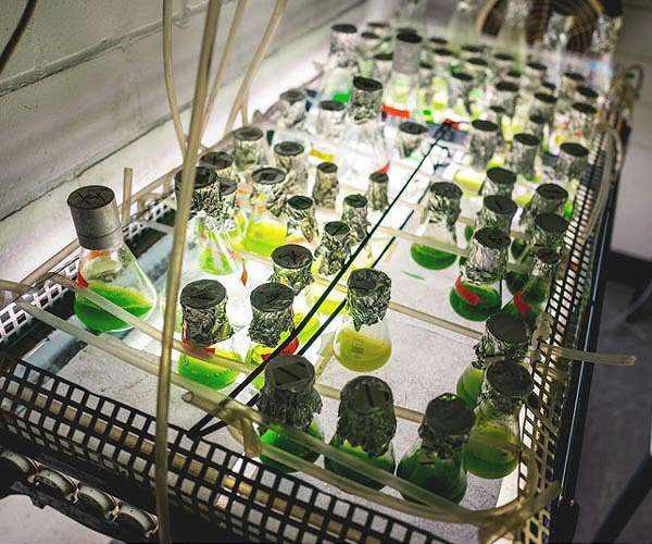 Different type of photosynthesis may save crops from climate change