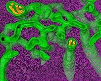 Hamburg Ironman swimmers sunk by algae