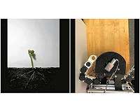 Flexible yet sturdy robot is designed to 'grow' like a plant