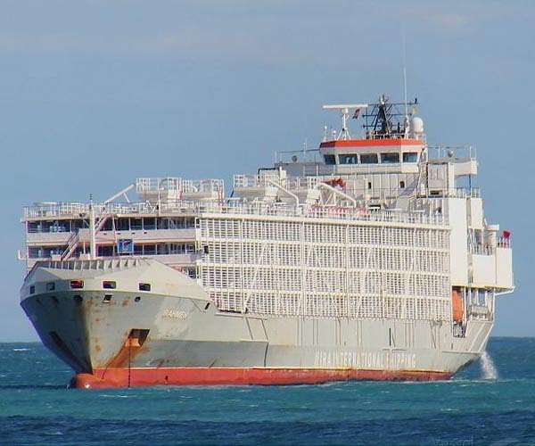 3,000 cattle stuck at sea for a month reach dry land in Libya