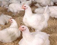 'Low risk' bird flu outbreak at Dutch farm: official