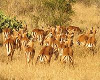 Top conservationist wounded in Kenya gun attack