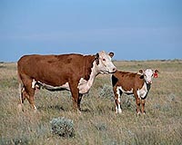 DNA Blueprint For Healthier And More Efficient Cows