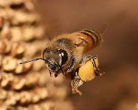 Adhesive formed from bee spit and flower oil could form basis of new glues