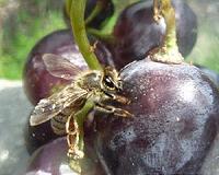 French grape harvest heading to historic low