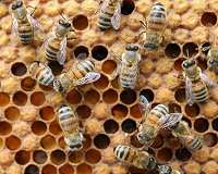 U.S. beekeepers saw unsually high summertime colony losses in 2019