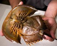 The visual apparatus of today's horseshoe crabs goes back 400 million years