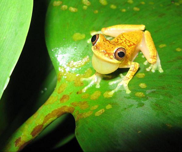 Viral Discovery Offers Hope Against Destructive Amphibian Fungus