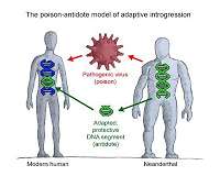 Viruses influenced gene sharing between Neanderthals and humans