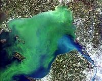 Lake Erie increasingly susceptible to large cyanobacteria blooms