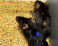 Tool for controlling genetic inheritance tested in mice for the first time