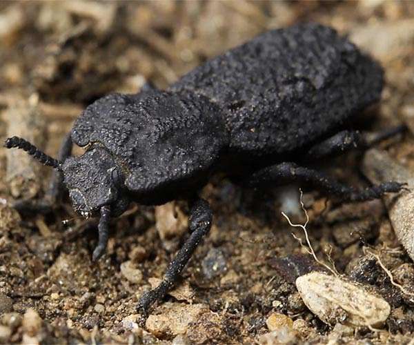 UCI materials scientists discover design secrets of nearly indestructible insect