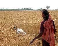 Simulated Crop Provides Answer To Irrigation Issues