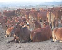 Climate change threatens end of trail for Niger's nomadic herders