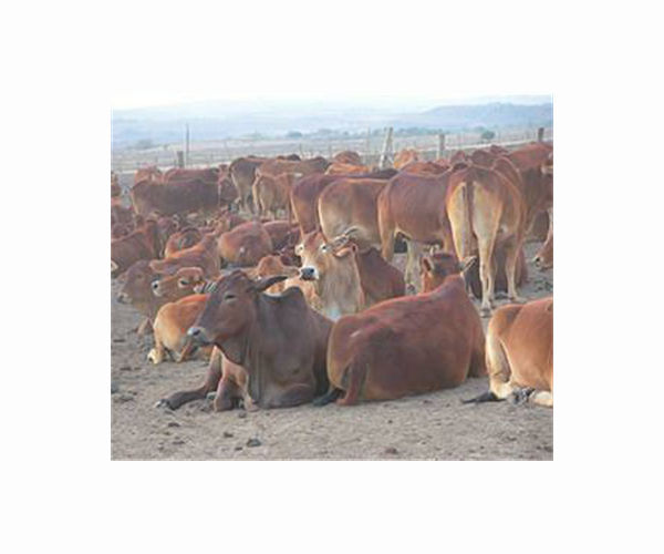 Hundreds killed in South Sudan cattle raids: UN