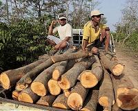Watchdog urges China to clamp down on imports of illegal timber