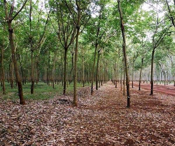 'Doom for forests': fears over new Cambodia land grants