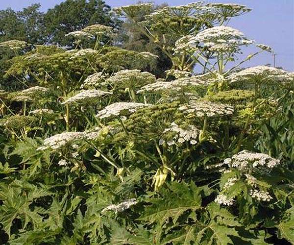 Invasive species a growing and costly threat, key report to find