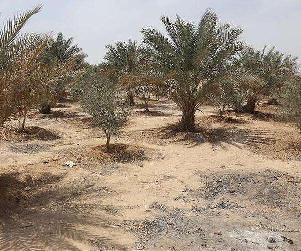 Climate-stressed Iraq says will plant 5 million trees