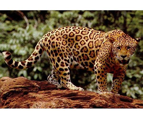 Wild cat species in Guatemala adapt hunting heights to avoid food competition