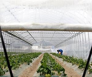 Nuclear fears contaminate sales for Japan farmers