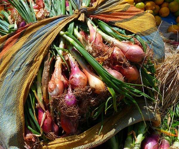 Japan farmer who stole 200 kg spring onions blames summer heat