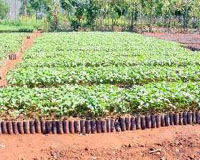 SG Biofuels Launches Genetic Resource Center
