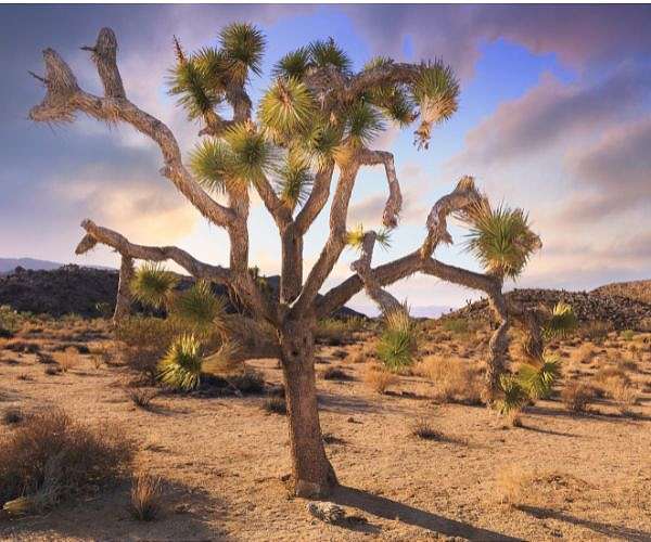 'Fire whirls' threaten Joshua tree desert in scorching US