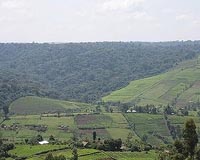 Plumes of smoke and fear of eviction in Kenya's Mau forest