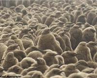 Cruel climate dilemma for King penguins: feed or breed