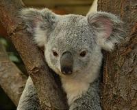 Koala drinks from water bottle in Australia heatwave