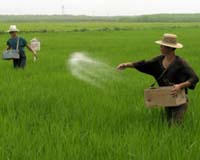 Genetic Past Could Improve The Future Of Rice
